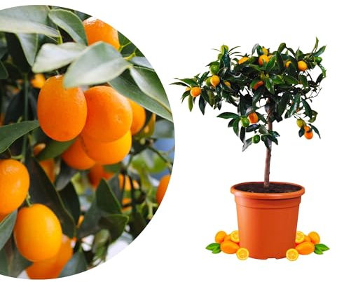 Meine Orangerie Kumquat - echte Zitruspflanze - Fortunella margarita - fruchtreife und veredelte Zwergorange in Gärtner-Qualität (Topf Ø 22cm)