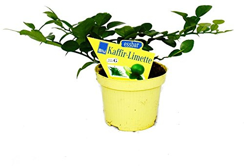 Kaffir Lime - Citrus Hystrix - 1 växt - Kaffernlimette kryddväxt