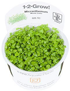 Tropica Micranthemum Monte Carlo 1-2-Grow Carpet Tissue Culture In Vitro Live Aquarium Plant Shrimp Safe & Snail Free