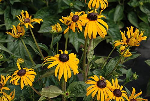 GARTEN SCHLÜTER® Sonnenhut 'Goldsturm' - 9 cm - Topf | Rudbeckia fulgida var. sullivantii - Winterhart und mehrjährige Pflanze - 1 Pflanze