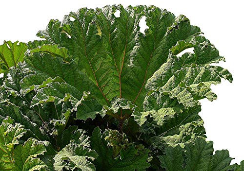 Mammutblatt (Gunnera manicata) 15 Samen