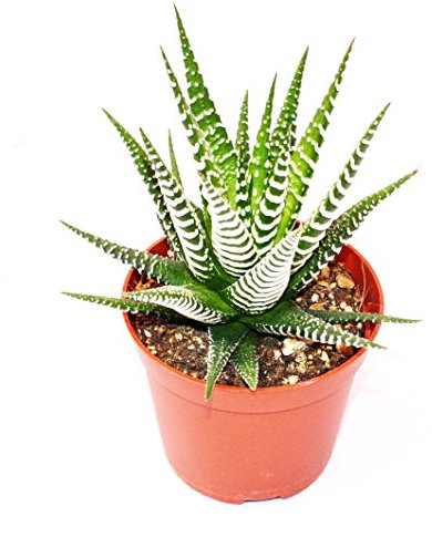 Haworthia fasciata Big Band - Zebra-Haworthia - Olla de 5,5 cm