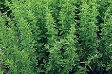 JustSeed - graines fines herbes origan grec Origanum vulgare 'grec' 500 graines