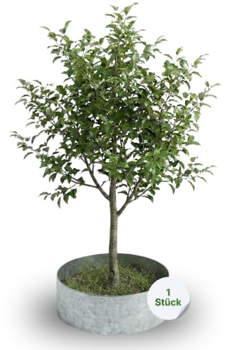 Gartenwelt Riegelsberger Rasenkante Kreis Metall Ø 30 cm – Baumeinfassung aus feuerverzinktem Stahl, Höhe 13 cm, robuste Beetumrandung & Mähkante, silberfarben