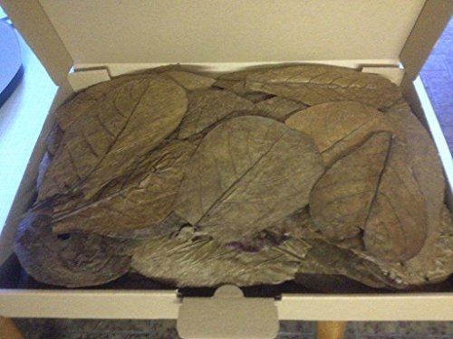 100 Stück Seemandelbaumblätter 10-20cm +++BLITZVERSAND im Karton+++ Seemandellaub Catappa Leaves