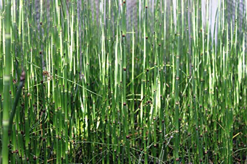 WASSERPFLANZEN WOLFF - 4er-Set im Gratis-Pflanzkorb - Equisetum japonicum - Japanischer Schachtelhalm - Zinnkraut