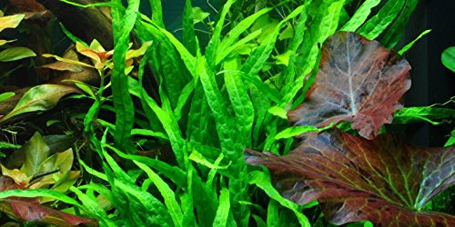 Java Fern narrow leaves - Microsorum pteropus 'Narrow' - Live aquarium plant