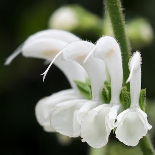 Plant World Seeds - Salvia Candidissima Seeds (Perennial Flower Seeds)