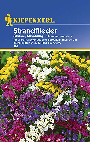 Strandflieder Statice Mischung von Kiepenkerl