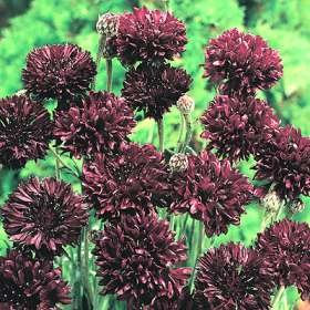 PREMIER SEEDS DIRECT - Cornflower Seeds - Black Ball (2.4 Grams)