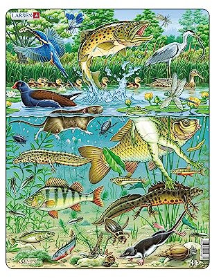 Larsen Puzzles FH19 Rahmenpuzzle Kinder Europäisches Wasserteich Ökosystem 50 Teile ab 4 Jahre Lernspielzeug Natur entdecken Konzentration fördern