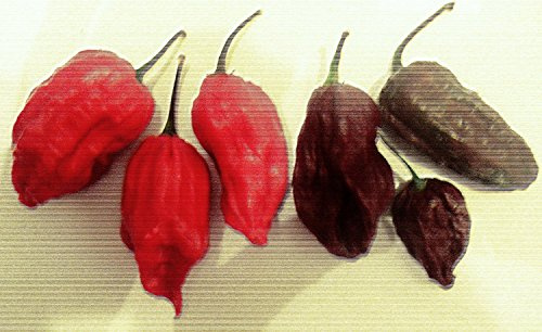 Chili Mix (Bhut+Habanero) 40 Samen (Welche der schärfsten Chili's der Welt)