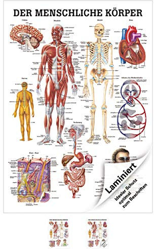 Sport-Tec Der menschliche Körper Mini-Poster Anatomie 34x24 cm medizinische Lehrmittel