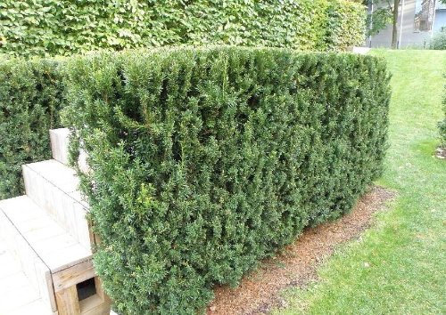 10x Taxus-Eibe Hillii im Topf 15-30 cm