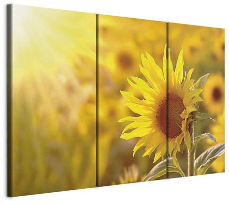B&D XXL - Leinwandbild Sonnenblume gelb Feld, 120x80 cm, 3-teilig, modern | Hochwertige Leinwand, sofort aufhängbar, ideal fürs Wohn- oder Schlafzimmer, wasserfest und lichtecht, langlebig, stilvoll