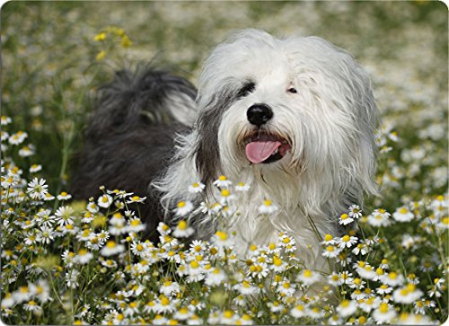 Nanyuk +++ Tibet Tibetan Terrier - SCHNEIDEBRETT Dekoteller Glasbrett Dekoglas - TIB 01