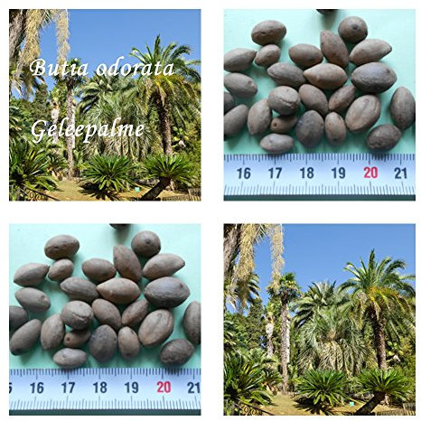 butia odorata - Geleepalme - Samen - (50)
