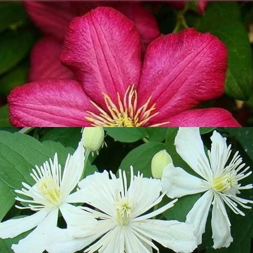 2 x Clematis Kletterpflanzen: Clematis Summer Snow & Ville de Lyon - Weiß/Rot, Mehrjährig und Winterhart | 2 x 1,5 Liter Töpfe