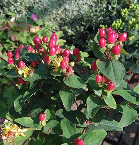 Hypericum inodorum Magical Red - Johanniskraut Magical Red - Mannsblut - | rote Beerenzier, sommerblühend, bienenfreundlich, sonnig bis halbschattig, winterhart, schnittverträglich, pflegeleicht