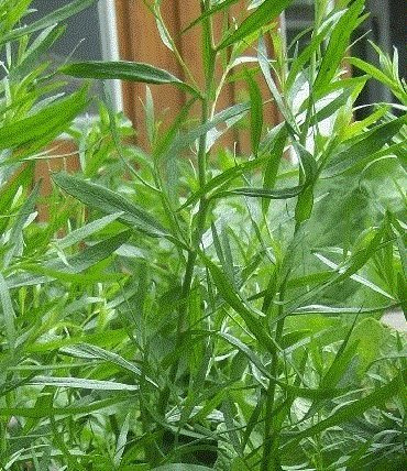 HEIRLOOM NON OGM Dragoncello 100 semi