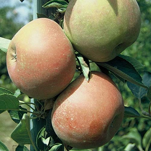 Apfelbaum Holsteiner Cox saftig aromatischer Herbstapfel Buschbaum 110-140 cm auf M9