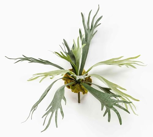 artplants.de Decorative Hart's-tongue fern, silver-green, 20/50cm