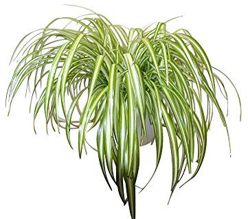 Indoor Plant -House or Office Plant -Chlorophytum - Indoor Spider Plant