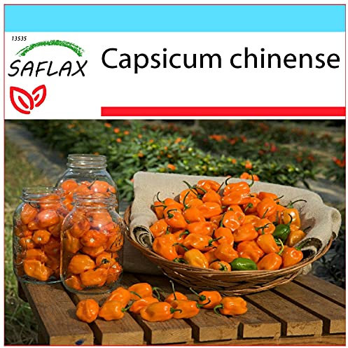 SAFLAX - Set regalo - Chile habanero amarillo - 10 semillas - Con caja regalo/envío, etiqueta para envío, tarjeta de felicitación y sustrato de cultivo y fertilizante - Capsicum chinense