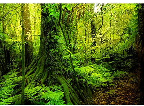 Runa Art Papel tapiz fotográfico paisaje forestal 352 x 250 cm Lana Fondo De Pantalla XXL Moderna Decoración De Pared Sala Cuarto Oficina Salón verde 9010011c