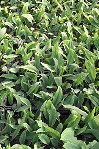 WASSERPFLANZEN WOLFF - 2er-Set - Orontium aquaticum - Goldkeule, gelb - winterhart! - QUALITÄTSSTAUDE
