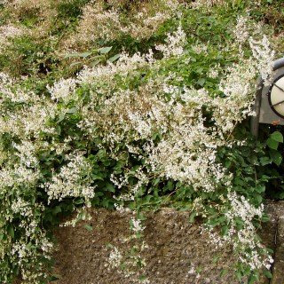 Knöterich - Polygonum aubertii - Schnellwachsende Kletterpflanze