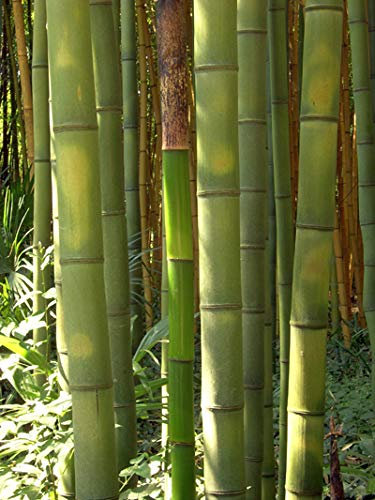 Seedeo® Anzuchtset Riesenbambus (Dendrocalamus gigantea) 60 Samen