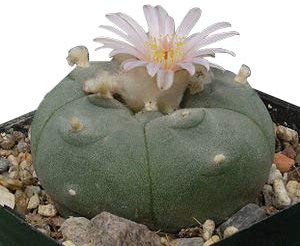 Lophophora williamsii​, 50 Samen Frische Ernte, Peyote, Ariocarpus (Big-Pack)