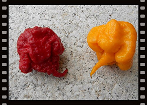 CAROLINA REAPER -MIX- *****ROJO + Yellow*** - Surtido de chile ultra afilado