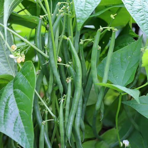 PREMIER SEEDS DIRECT - Climbing French Bean - Blue Lake - 150 Seeds