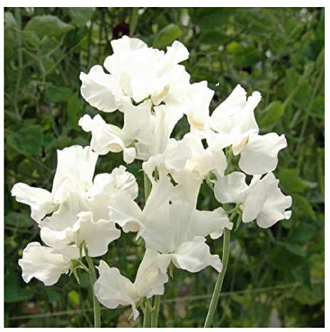 PREMIER SEEDS DIRECT - Sweet Pea Seeds - Royal Family White (70 Seeds)