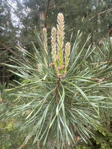 Waldkiefer (Pinus sylvestris) 15 Samen (Winterhart) auch Gemeine Kiefer, Rotföhre, Weißkiefer oder Forche genanntgenannt !