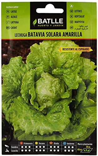 Semi Batlle – Insalata Batavia