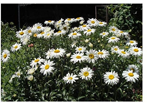 PREMIER SEEDS DIRECT - Chrysanthemum Maximum – Shasta Daisy - 750 Finest Seeds