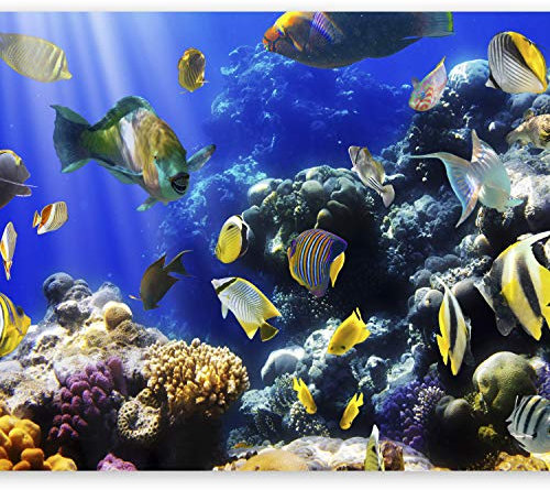 murando - Vlies Fototapete Unterwasserwelt 350x256cm Foto tapete Schlafzimmer Wohnzimmer Moderne Vliestapete XXL Wandtapete Motivtapeten 3d Effekt Wand Dekoration - Ozean Fisch Meer Natur 10110905-34