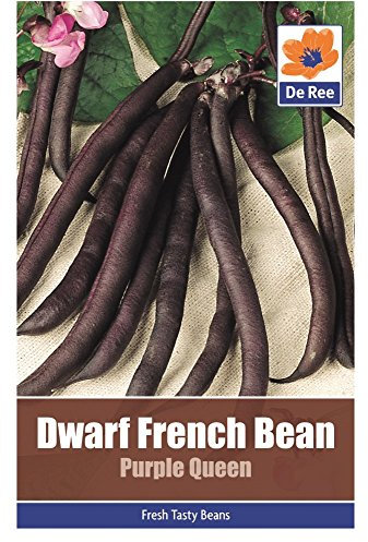 Vegetable Seeds - Dwarf French Bean (Purple Queen)