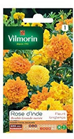 Vilmorin - Sachet graines Rose d'inde double grande variée