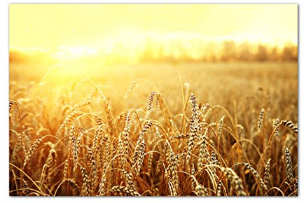120x80cm - Fotodruck auf Leinwand und Rahmen Kornfeld Sonnenuntergang Sommer - Leinwandbild auf Keilrahmen modern stilvoll - Bilder und Dekoration
