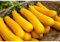 5 graines semences courgette jaune d'italie courge comestible fruit legume potager