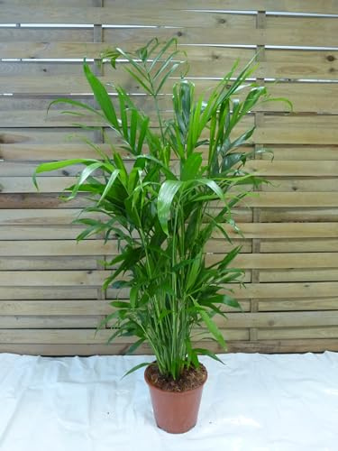 [Palmenlager] XL Chamaedorea cataractarum 130 cm - Topf 20 Ø cm/Fluss-Bergpalme/seltene Zimmerpflanze