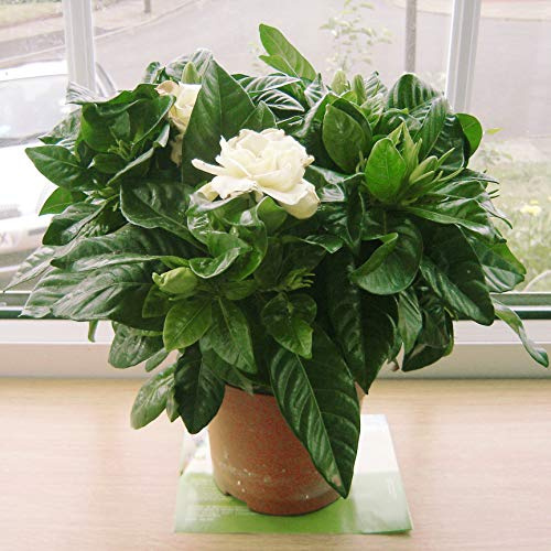 1 SCENTED GARDENIA JASMINE EVERGREEN INDOORN HOUSE PLANT IN POT GARDEN - Small Gardenia