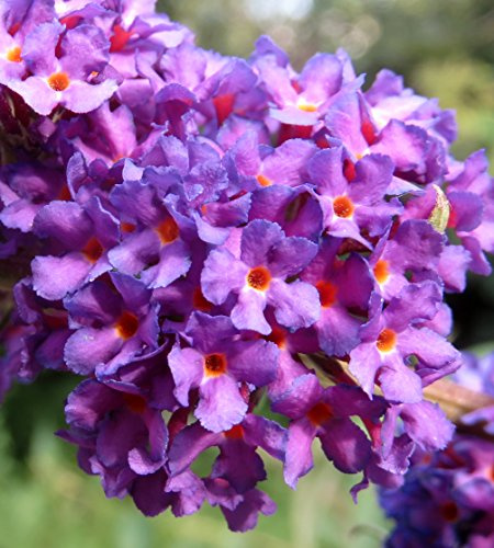 Black Knight Butterfly Bush - Live Plant Shipped 2 Feet Tall by DAS Farms