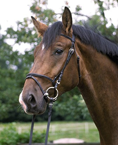 AMKA Trensenzaum, ENGL. Komb., schwarz, Gr. Warmblut Zaum ENGL. Komb. schwarz