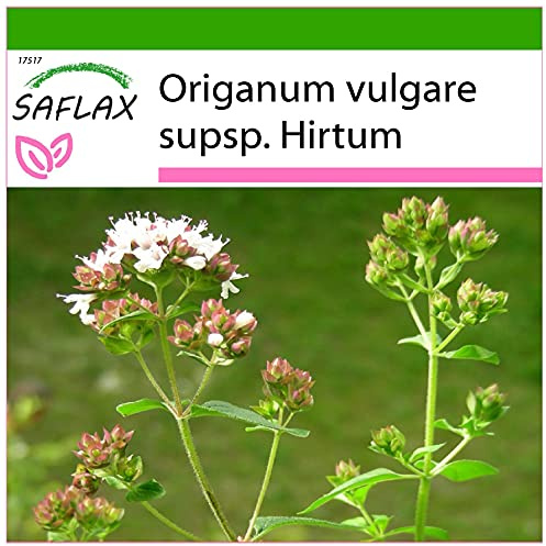 SAFLAX - Orégano griego - 600 semillas - Con sustrato estéril para cultivo - Origanum vulgare