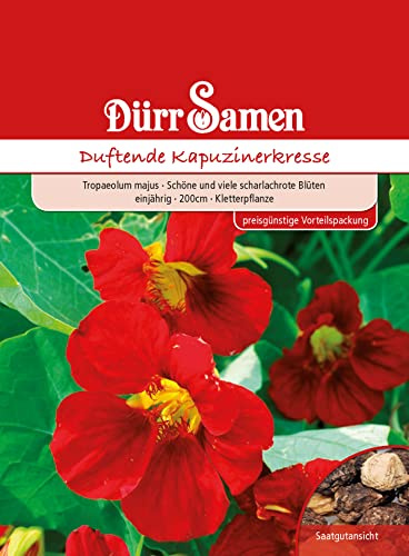 Dürr-Samen - Kapuzinerkresse rot rankend einjährig 200 cm Saatgut